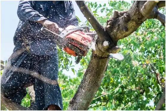 tree services Coos Bay